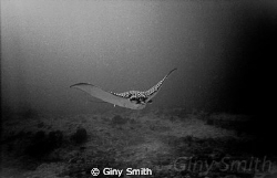 This was taken in 2007 with a first generation Sealife Re... by Giny Smith 